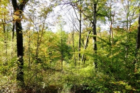 La COFOR pour être plus FORTS tous ensemble... au chevet de la forêt !